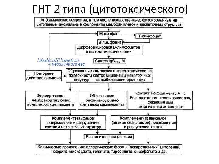 Презентация гиперчувствительность немедленного типа