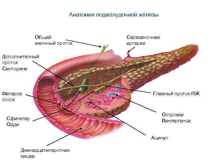 Анатомия поджелудочной железы. Поджелудочная железа Фатеров сосочек. Фатеров сосочек строение. Санториниев проток поджелудочной. Анатомические структуры поджелудочной железы.