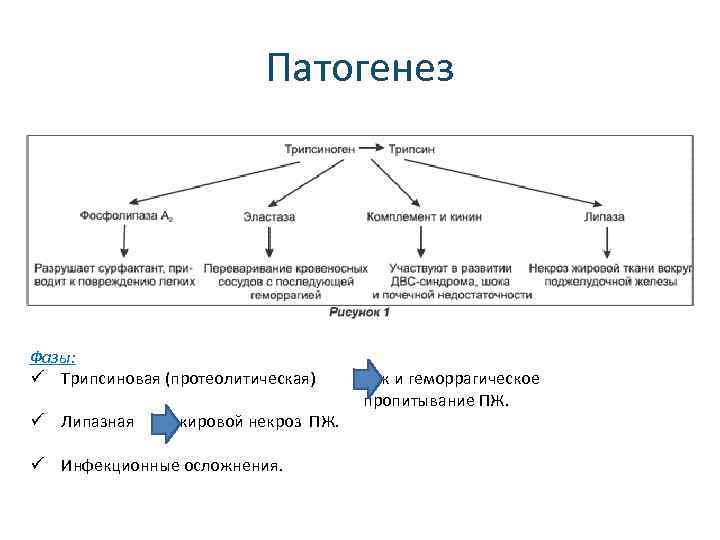 Патогенез Фазы: ü Трипсиновая (протеолитическая) ü Липазная жировой некроз ПЖ. ü Инфекционные осложнения. отек