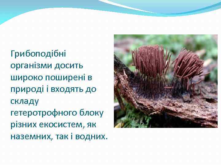 Грибоподібні організми досить широко поширені в природі і входять до складу гетеротрофного блоку різних