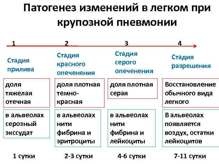 Патогенез изменений в легком при крупозной пневмонии 1 2 3 Стадия серого опеченения 4