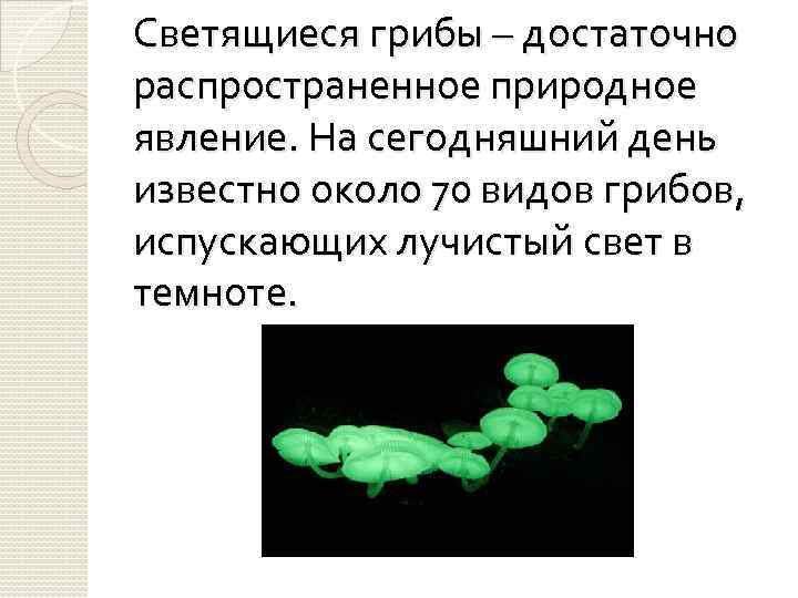 Светящиеся грибы – достаточно распространенное природное явление. На сегодняшний день известно около 70 видов