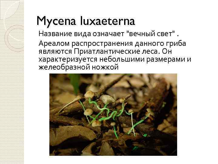 Mycena luxaeterna Название вида означает "вечный свет". Ареалом распространения данного гриба являются Приатлантические леса.