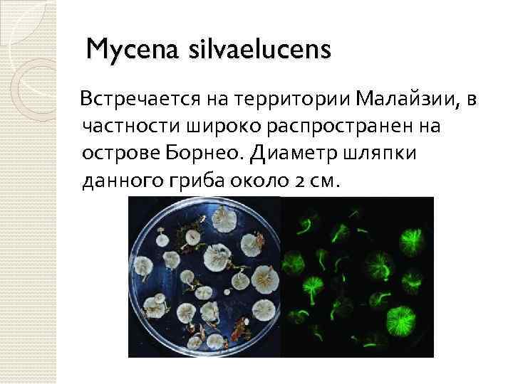 Mycena silvaelucens Встречается на территории Малайзии, в частности широко распространен на острове Борнео. Диаметр