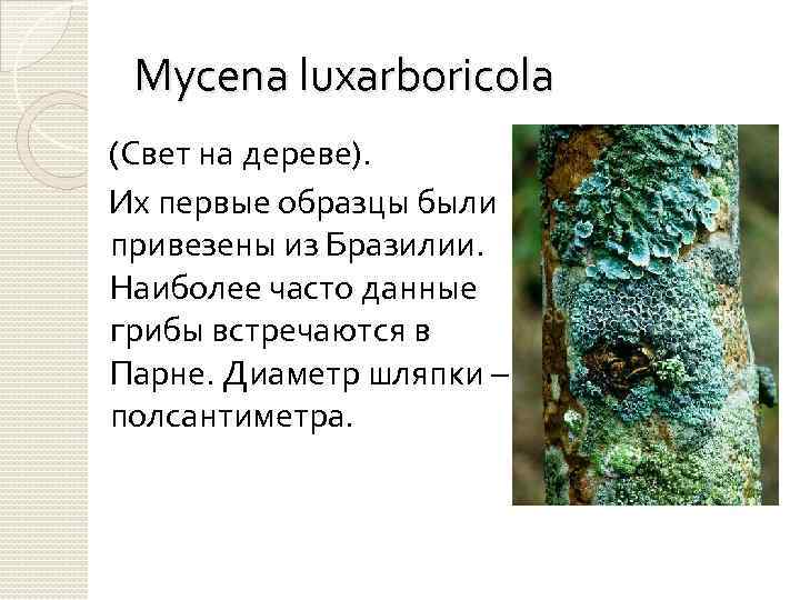 Mycena luxarboricola (Свет на дереве). Их первые образцы были привезены из Бразилии. Наиболее часто