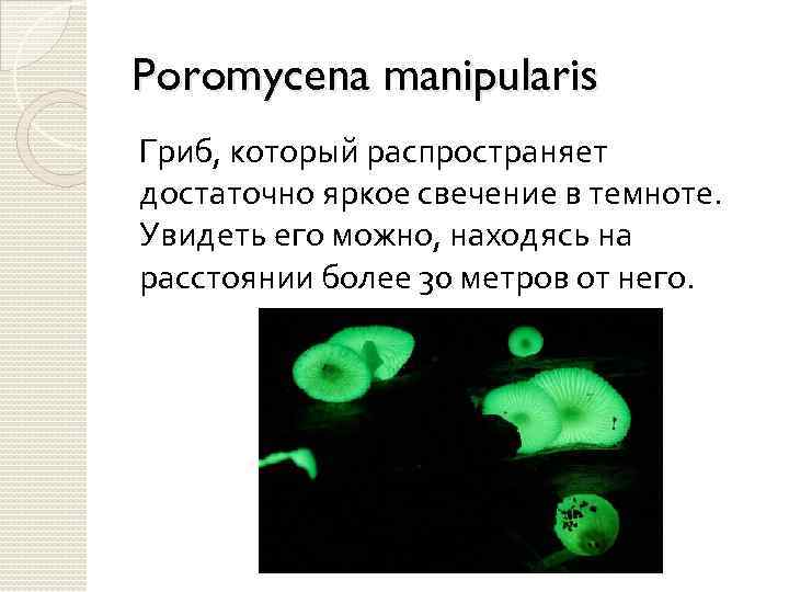 Poromycena manipularis Гриб, который распространяет достаточно яркое свечение в темноте. Увидеть его можно, находясь