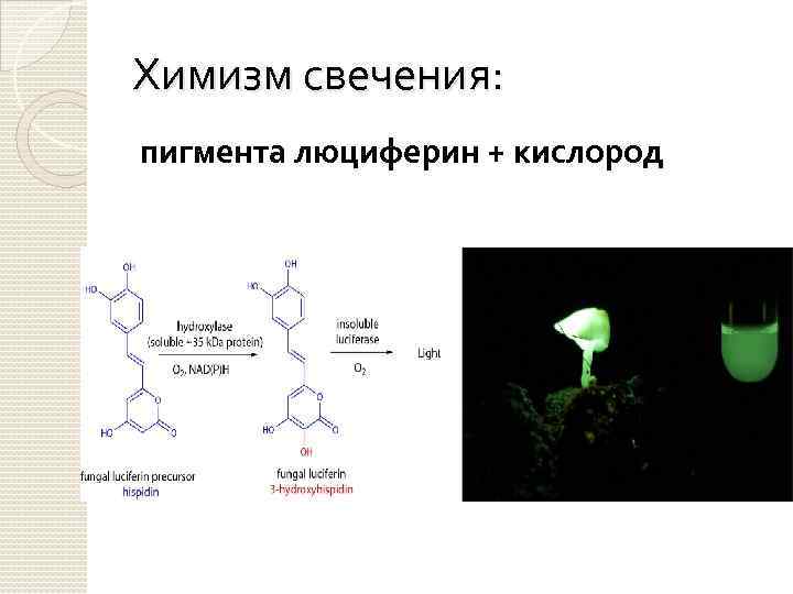 Химизм свечения: пигмента люциферин + кислород 