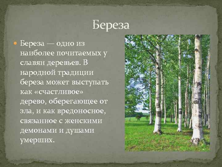 Береза — одно из наиболее почитаемых у славян деревьев. В народной традиции береза может