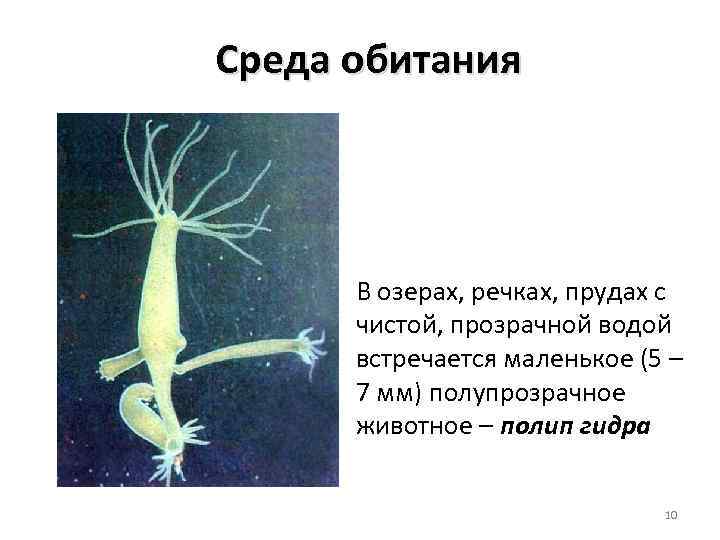 Среда обитания В озерах, речках, прудах с чистой, прозрачной водой встречается маленькое (5 –