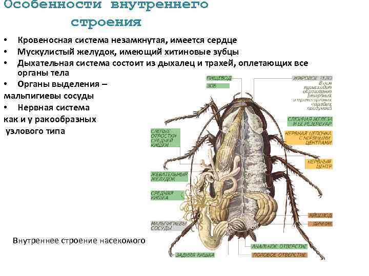 Особенности внутреннего строения Кровеносная система незамкнутая, имеется сердце Мускулистый желудок, имеющий хитиновые зубцы Дыхательная