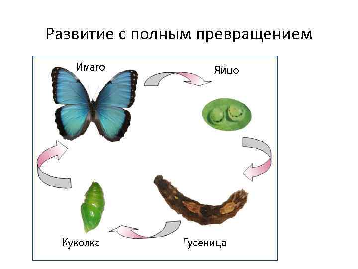 Развитие с полным превращением 