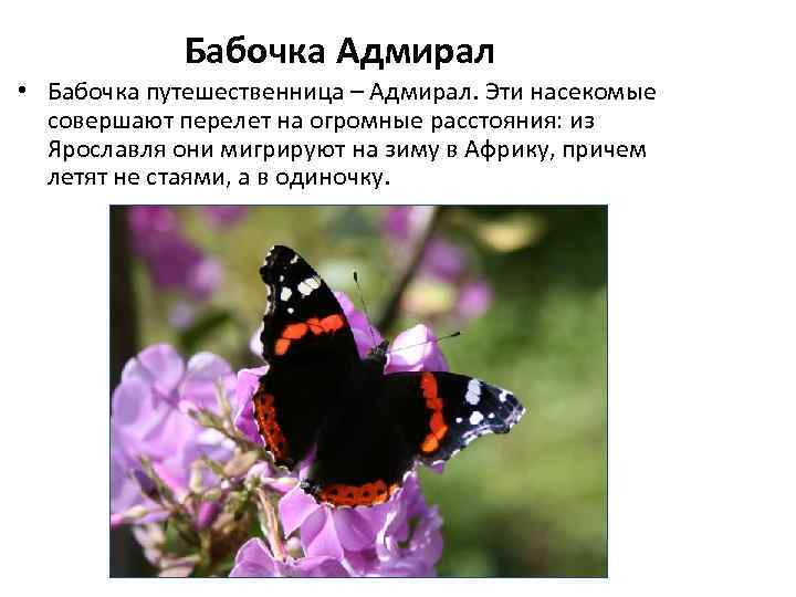 Бабочки занесенные в красную книгу россии с фото и описанием