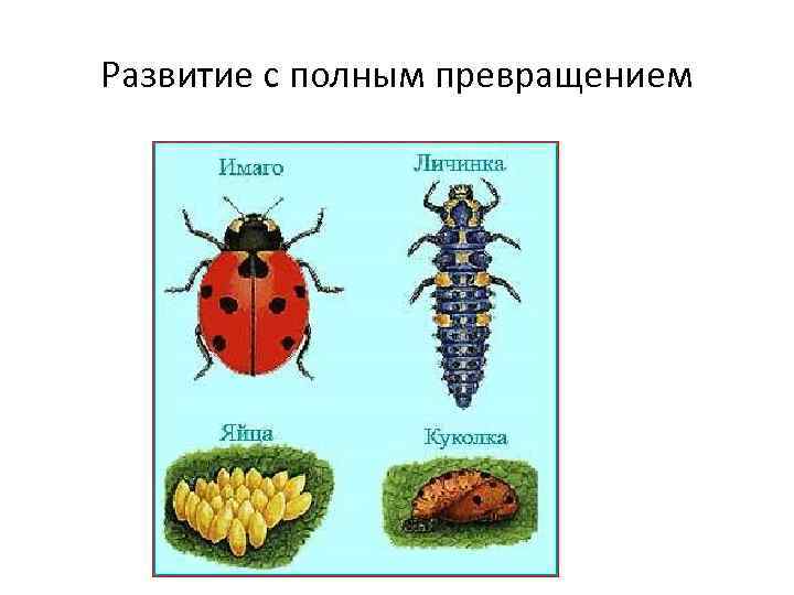 Развитие с полным превращением 