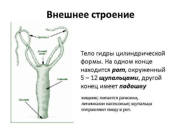 Внешнее строение Тело гидры цилиндрической формы. На одном конце находится рот, окруженный 5 –