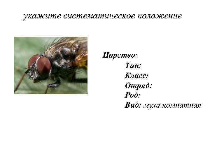 укажите систематическое положение Царство: Тип: Класс: Отряд: Род: Вид: муха комнатная 