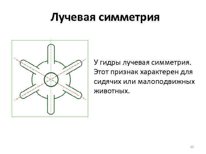 Лучевая симметрия кишечнополостных. Лучевая симметрия. Лучевая симметрия характерна для. Радиальная симметрия. Лучевая радиальная симметрия характерна для животных.