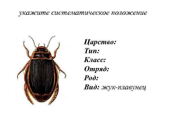 укажите систематическое положение Царство: Тип: Класс: Отряд: Род: Вид: жук-плавунец 