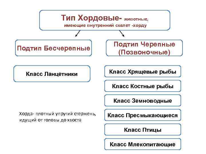 Тип хордовые подтипы бесчерепные и черепные или позвоночные 7 класс презентация