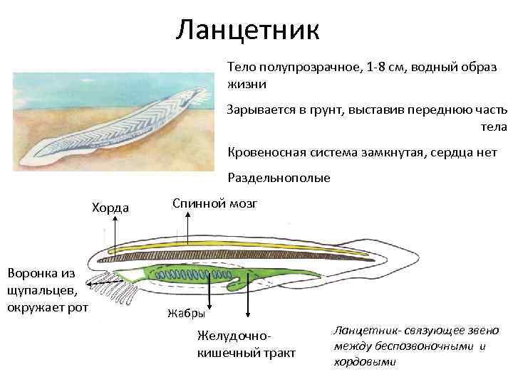 Ланцетник это