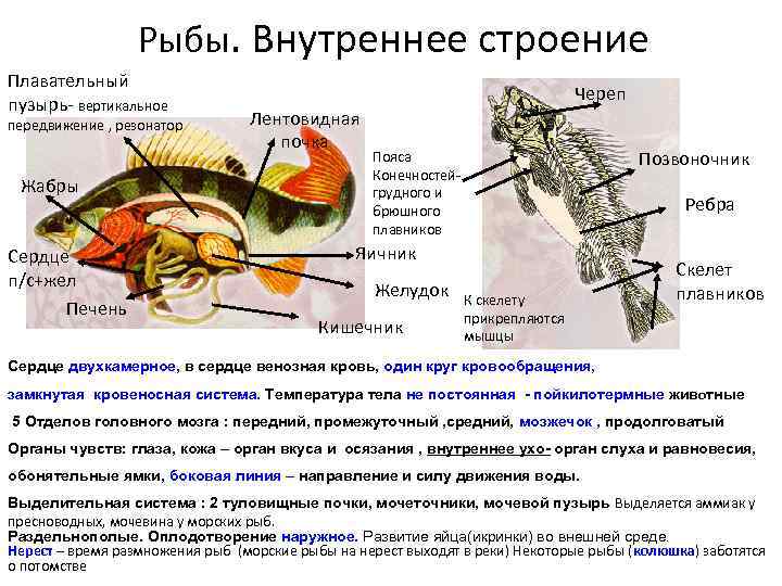 Рыбы. Внутреннее строение Плавательный пузырь- вертикальное передвижение , резонатор Жабры Сердце п/с+жел Печень Череп