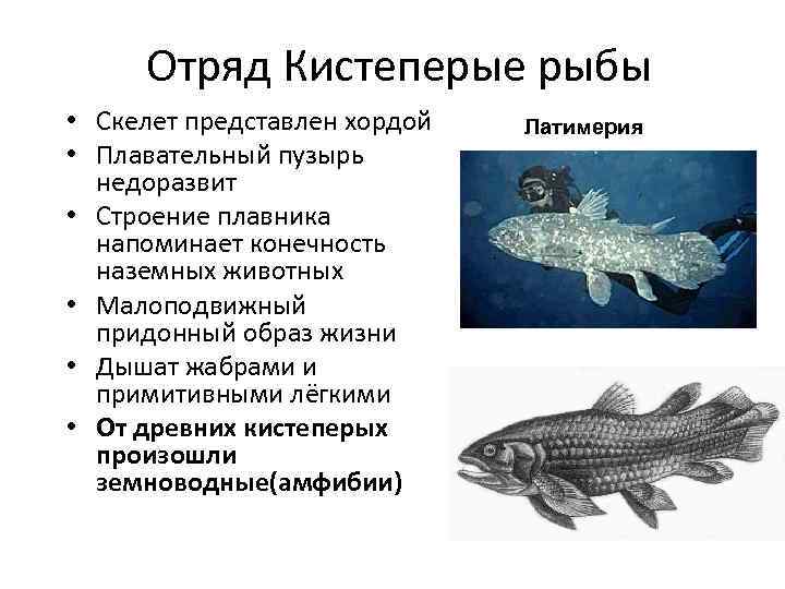 Какие особенности кистеперых рыб. Кистеперая рыба Латимерия описание. Латимерия рыба строение. Кистепёрые рыба Латимерия Латимерия. Кистеперые рыбы Латимерия регресс.