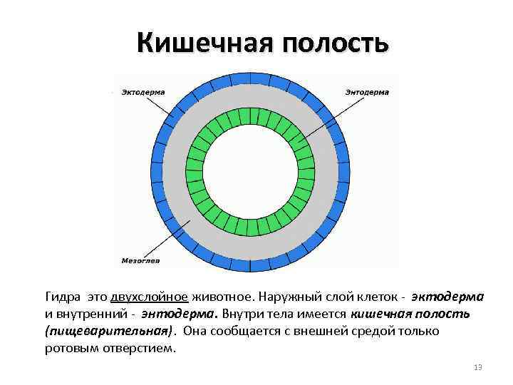 Кишечная полость Гидра это двухслойное животное. Наружный слой клеток - эктодерма и внутренний -