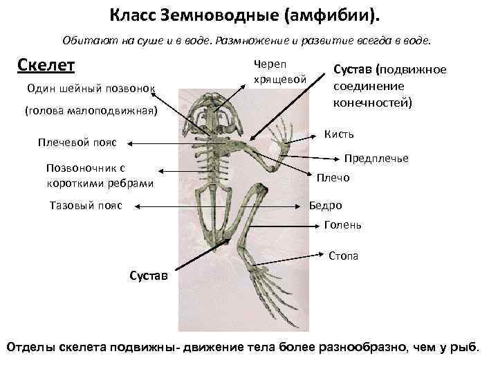 Класс Земноводные (амфибии). Обитают на суше и в воде. Размножение и развитие всегда в