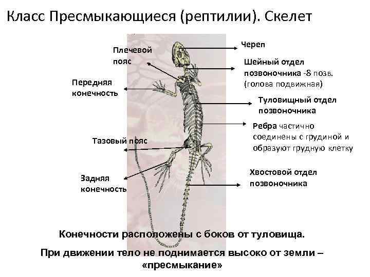 Скелет конечностей рептилий. Пресмыкающиеся пояс передних конечностей. Скелет пояса верхних конечностей пресмыкающихся. Конечности рептилий.