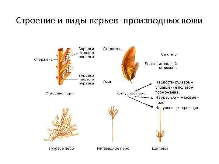 Строение и виды перьев- производных кожи На хвосте- рулевое – управление полетом, торможение; На