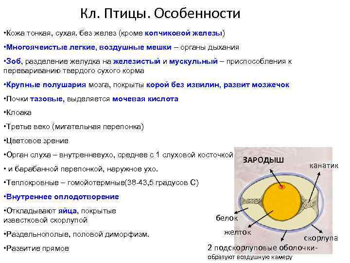 Кл. Птицы. Особенности • Кожа тонкая, сухая. без желез (кроме копчиковой железы) • Многоячеистые