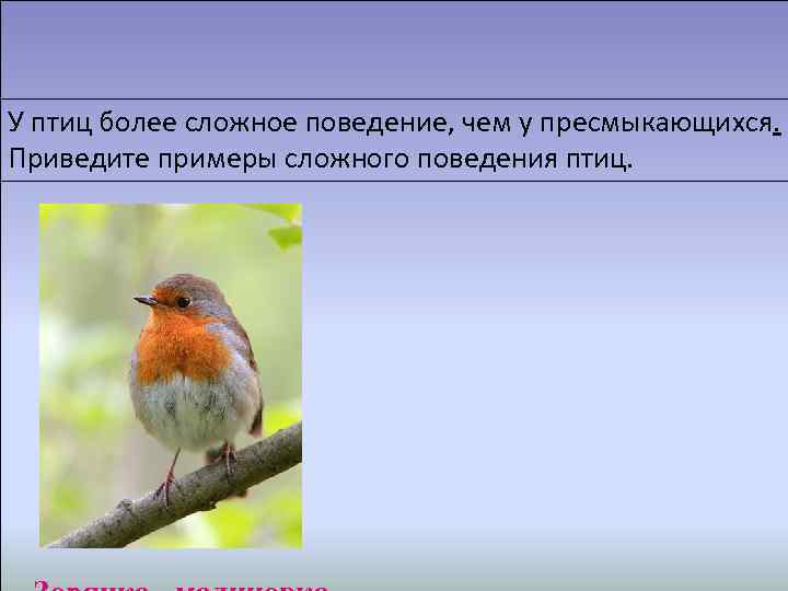  У птиц более сложное поведение, чем у пресмыкающихся. Приведите примеры более сложного поведения.