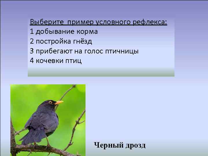  У птиц более сложное поведение, чем у пресмыкающихся. Выберите пример условного рефлекса: Приведите