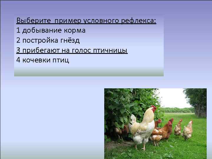  У птиц более сложное поведение, чем у пресмыкающихся. Выберите пример условного рефлекса: Приведите