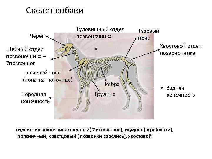 Позвоночник собаки схема