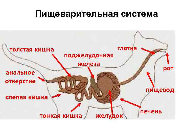 Пищеварительная система толстая кишка поджелудочная железа глотка рот анальное отверстие пищевод слепая кишка тонкая