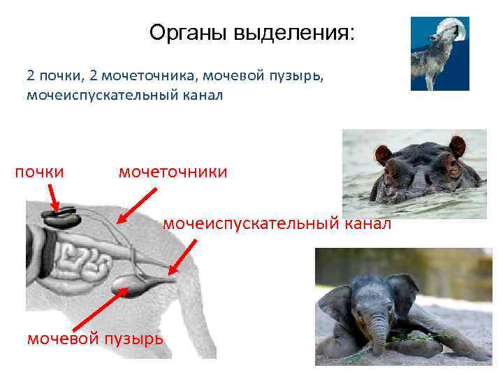 Органы выделения: 2 почки, 2 мочеточника, мочевой пузырь, мочеиспускательный канал почки мочеточники мочеиспускательный канал