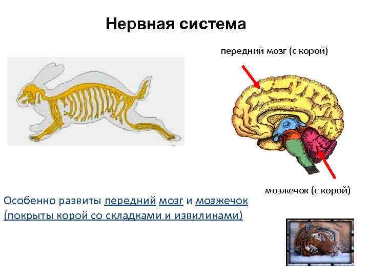 Какую функцию выполняет передний мозг у птиц. Передний мозг состоит из. У каких животных есть передний мозг. Нервы переднего мозга.