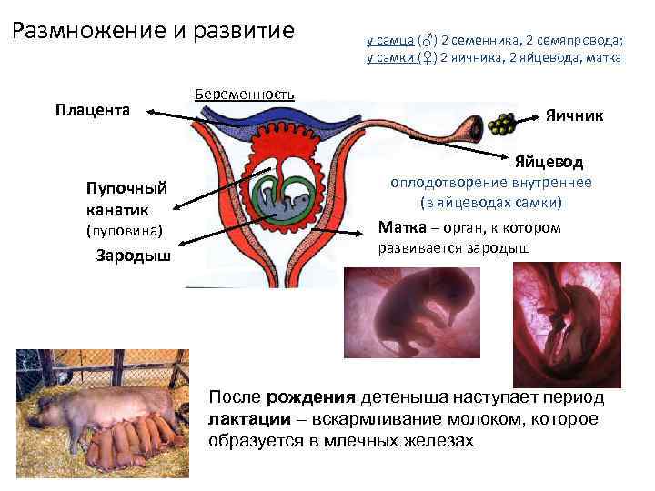 Размножение и развитие Плацента у самца (♂) 2 семенника, 2 семяпровода; у самки (♀)