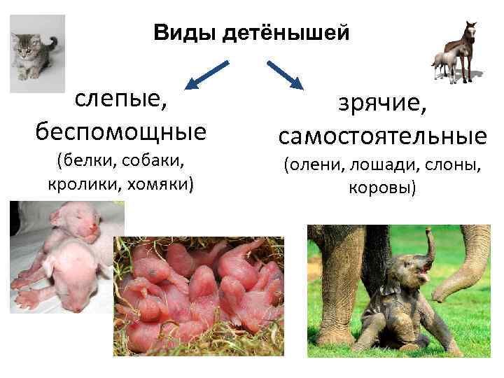 Виды детёнышей слепые, беспомощные (белки, собаки, кролики, хомяки) зрячие, самостоятельные (олени, лошади, слоны, коровы)