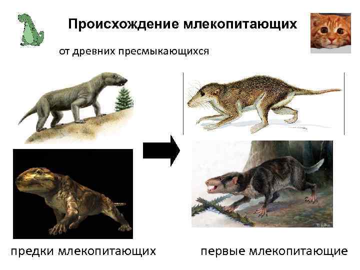 Происхождение млекопитающих схема