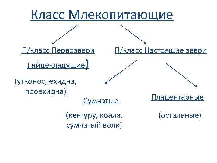 Класс млекопитающие. Наука изучающая млекопитающих. Класс млекопитающие Зоология. Учёный изучающий млекопитающих. Учёные которые изучают млекопитающих.