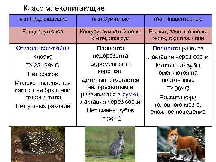 Млекопитающие отличаются от других позвоночных класс. Основные отряды плацентарных млекопитающих таблица. Таблица общая характеристика отрядов млекопитающих. Отряды млекопитающих таблица 7 класс биология. Отряды млекопитающих ЕГЭ биология таблица.