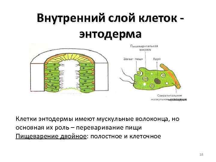 Производные энтодермы. Энтодерма растений. Клетки энтодермы. Пищеварительно мускульные клетки энтодермы. Какие клетки входят в состав энтодермы.