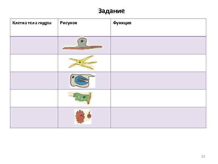 Рассмотри картинку клетки тела гидры и вставь пропущенные в тексте слова