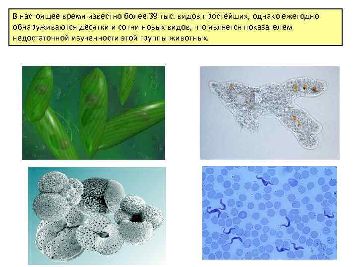 В настоящее время известно более 39 тыс. видов простейших, однако ежегодно обнаруживаются десятки и
