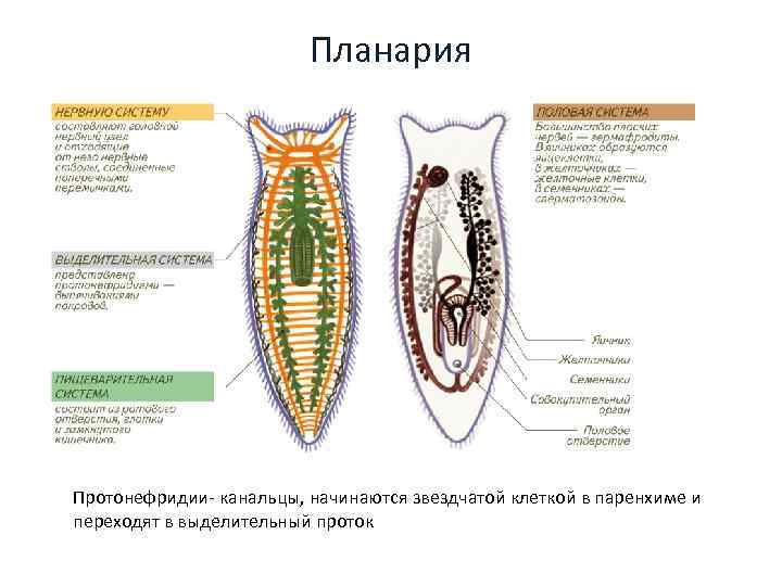 Планария Протонефридии- канальцы, начинаются звездчатой клеткой в паренхиме и переходят в выделительный проток 