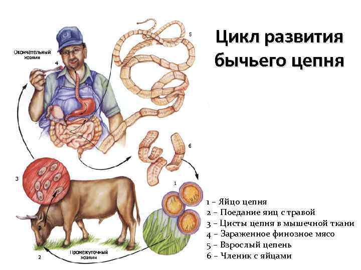 Цикл развития бычьего цепня 1 – Яйцо цепня 2 – Поедание яиц с травой