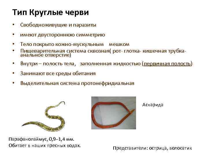 Какая наука изучает червей