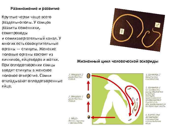 Размножение и развитие Круглые черви чаще всего раздельнополы. У самцов развиты семенники, семяпроводы и