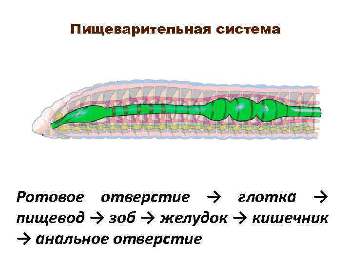 Пищеварительная система Ротовое отверстие → глотка → пищевод → зоб → желудок → кишечник
